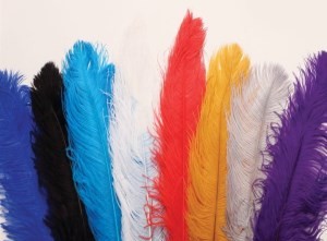 Ostrich plumes for hats.